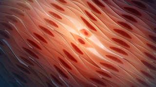 Cardiac regenerating muscle cells